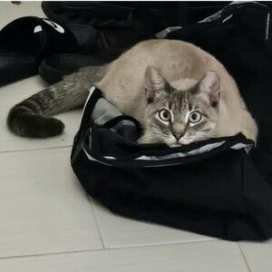 Meet your Posher, Wyshbon